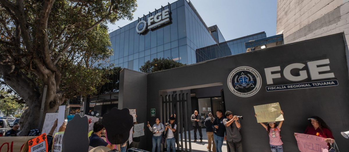 Ciudadanos exigen justicia a la Fiscalía de BC por caso de gato torturado en Tijuana