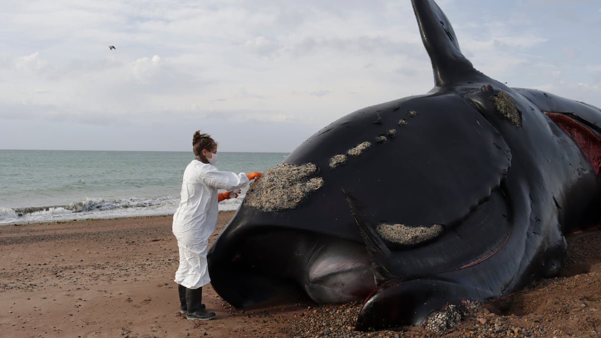 Más de 300 ballenas muertas alertan a científicos en la Patagonia argentina